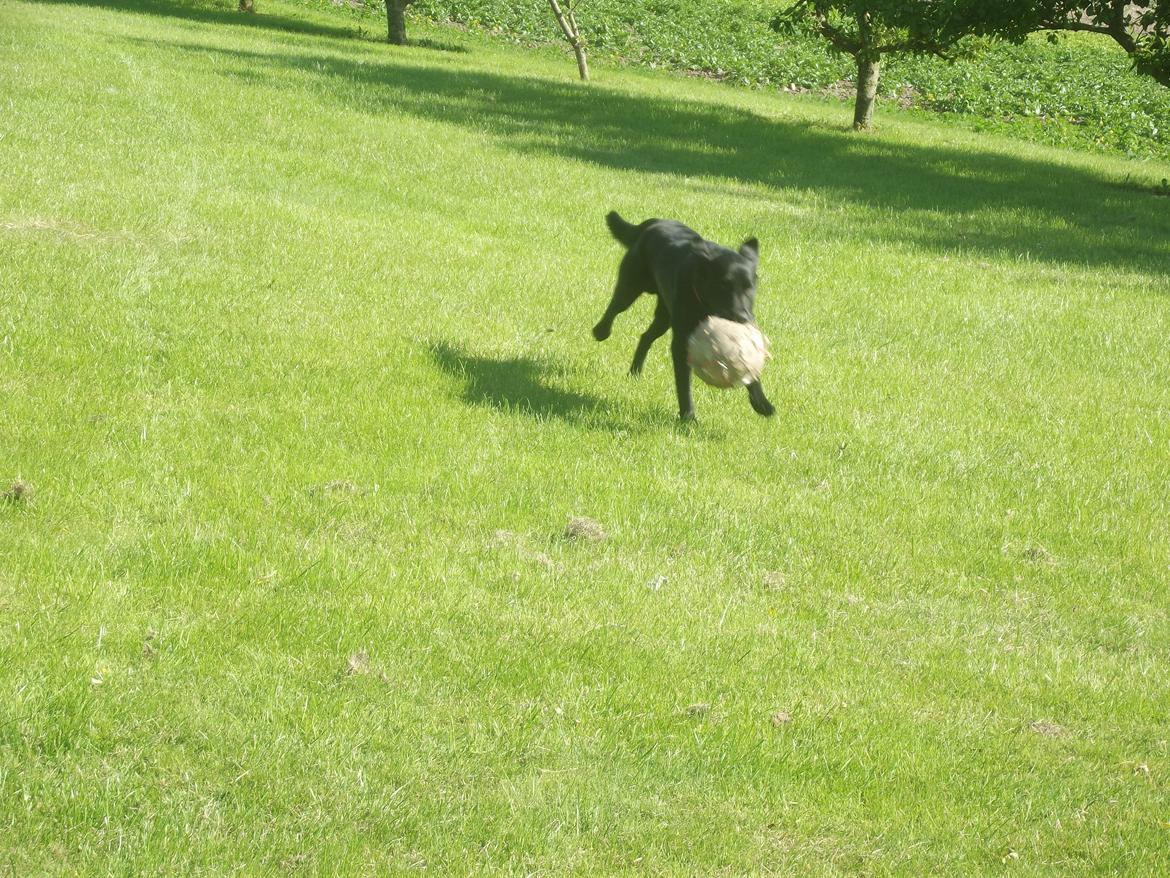 Labrador retriever Rollo<3 (formel 1) billede 19