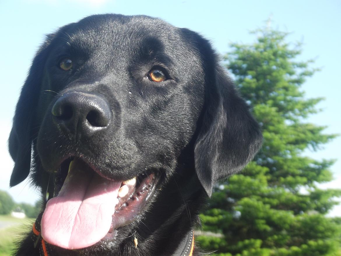 Labrador retriever Rollo<3 (formel 1) billede 20