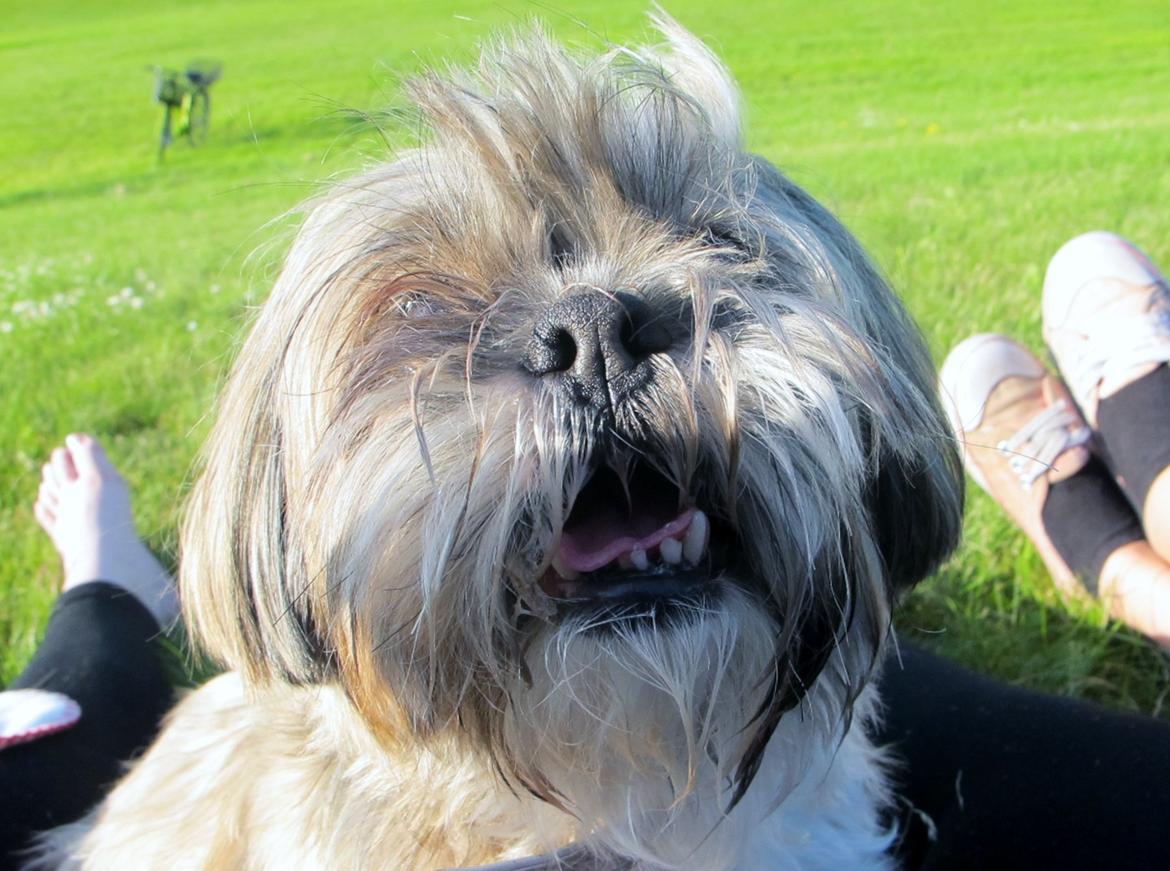 Lhasa apso Josephine ¤TYKKE¤ billede 19