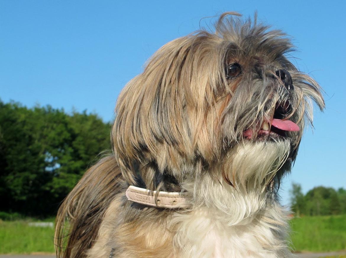 Lhasa apso Josephine ¤TYKKE¤ billede 14