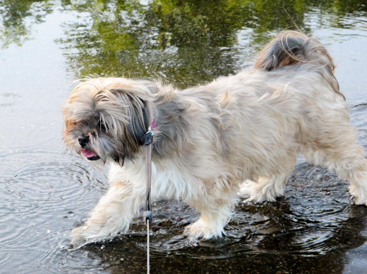 Lhasa apso Josephine ¤TYKKE¤ billede 20