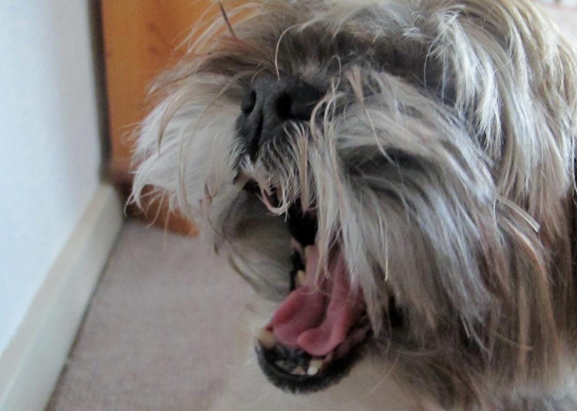 Lhasa apso Josephine ¤TYKKE¤ billede 3