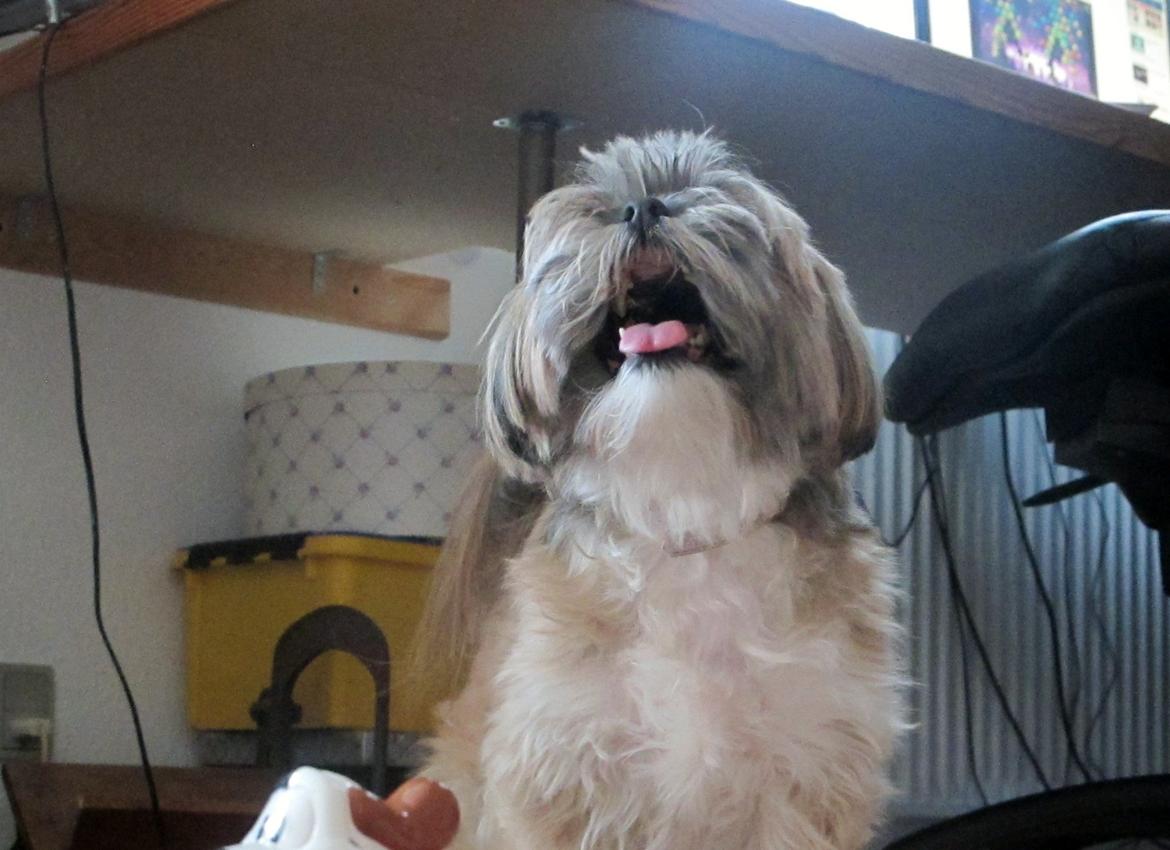 Lhasa apso Josephine ¤TYKKE¤ billede 15