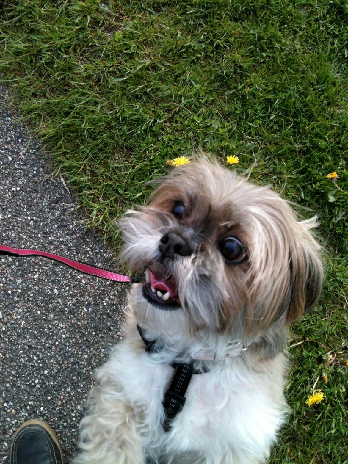 Lhasa apso Josephine ¤TYKKE¤ - Det er heldigvis ikke det ydre der tæller! <3 billede 8