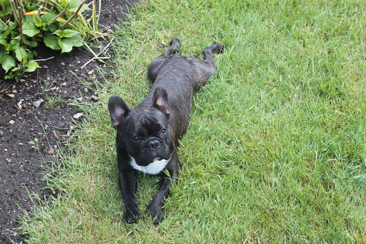 Fransk bulldog Hermann billede 1