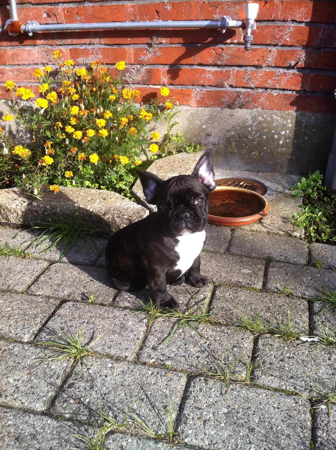 Fransk bulldog Hermann billede 2