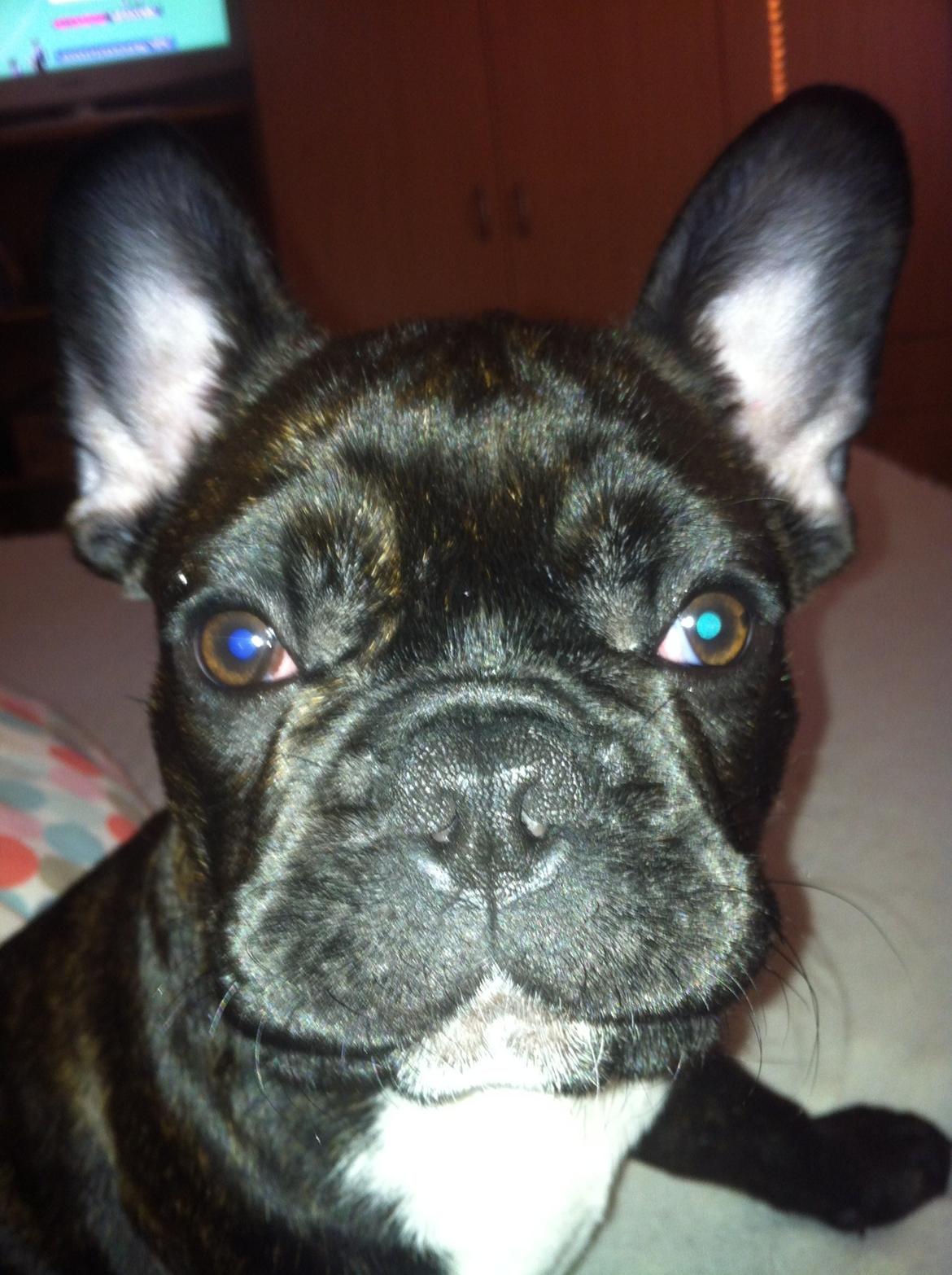 Fransk bulldog Hermann billede 3