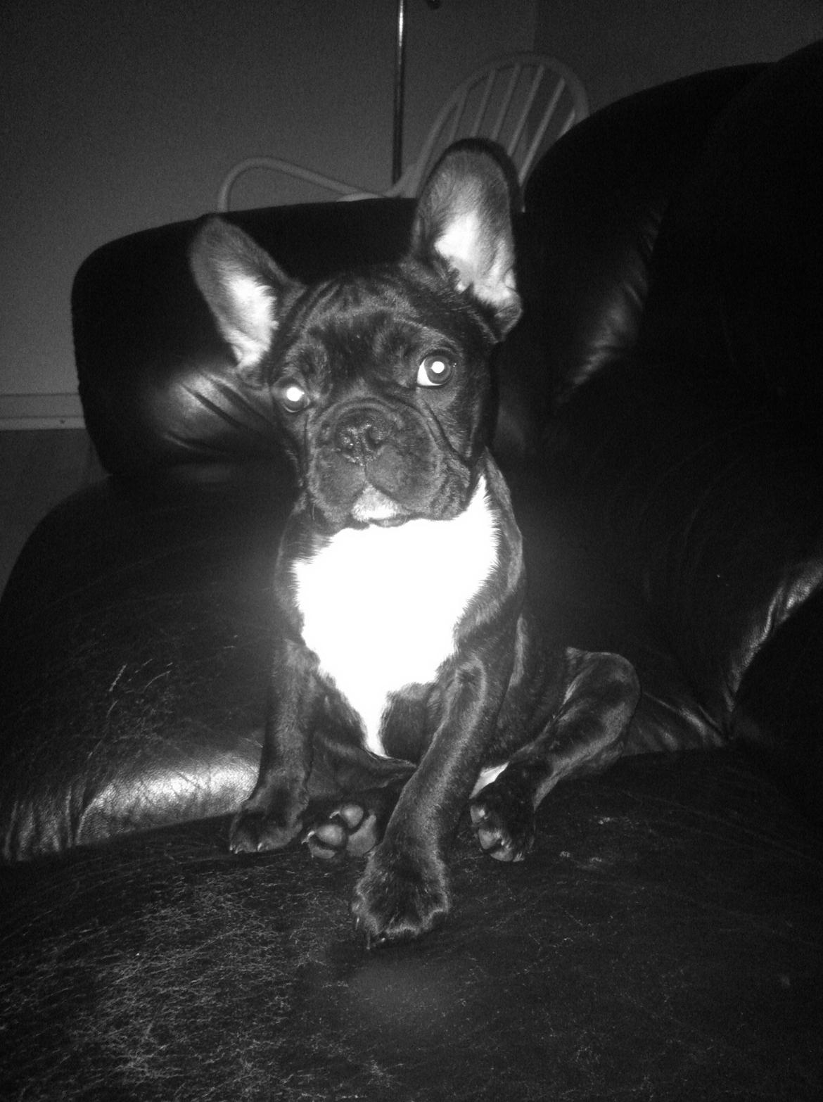 Fransk bulldog Hermann billede 4