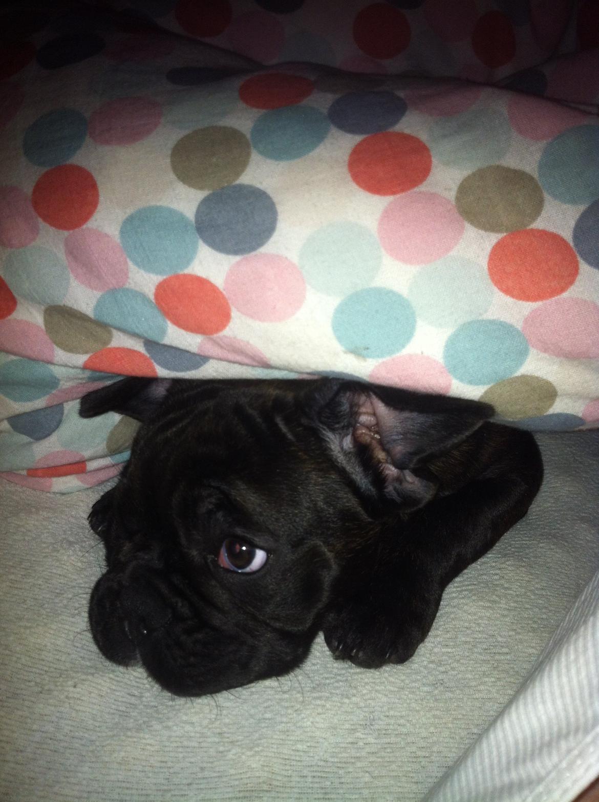 Fransk bulldog Hermann billede 5