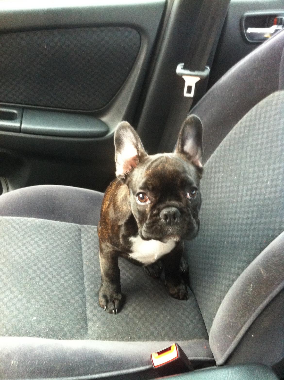 Fransk bulldog Hermann billede 6