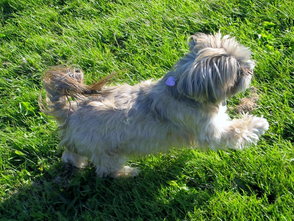 Lhasa apso Josephine ¤TYKKE¤ - Dejlig sommerdag <3 billede 9