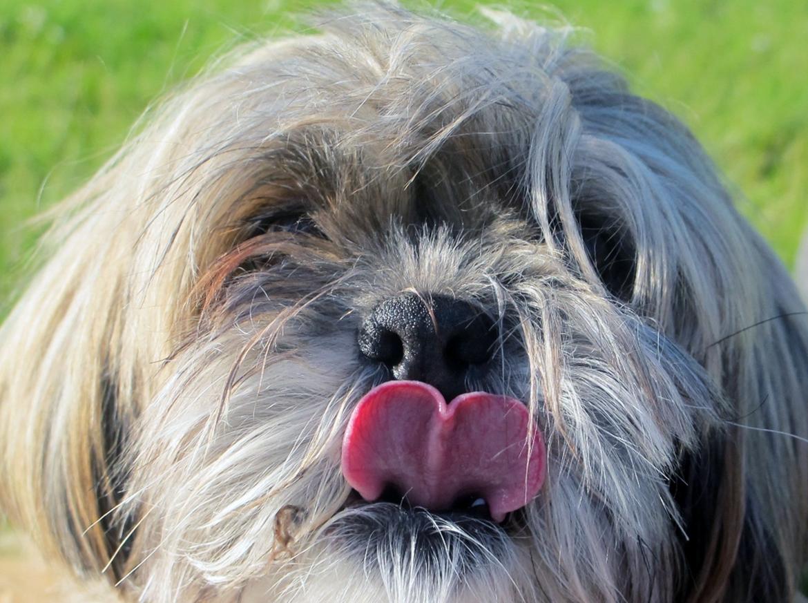 Lhasa apso Josephine ¤TYKKE¤ - Skattebasse! <3 billede 10