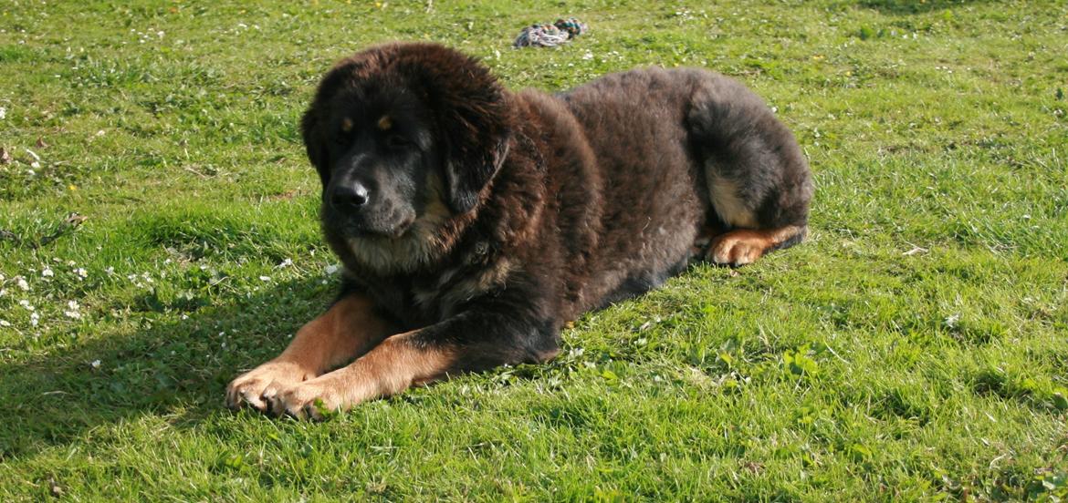 Tibetansk mastiff Saga billede 9