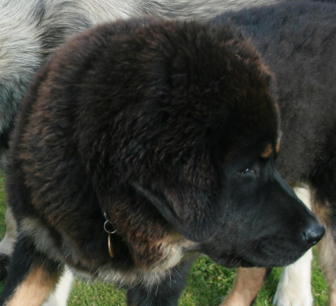 Tibetansk mastiff Saga billede 8