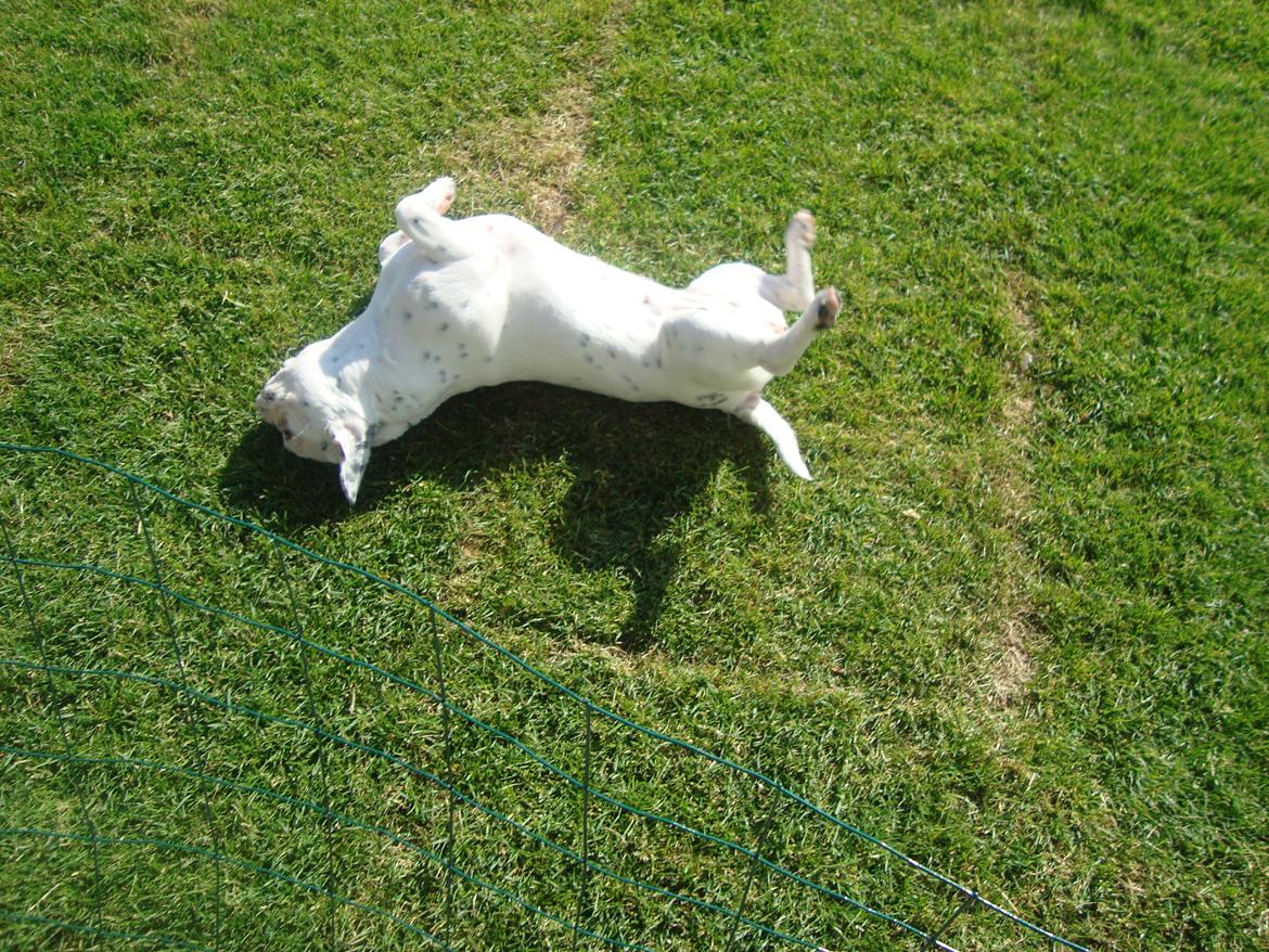 Fransk bulldog Berta billede 14