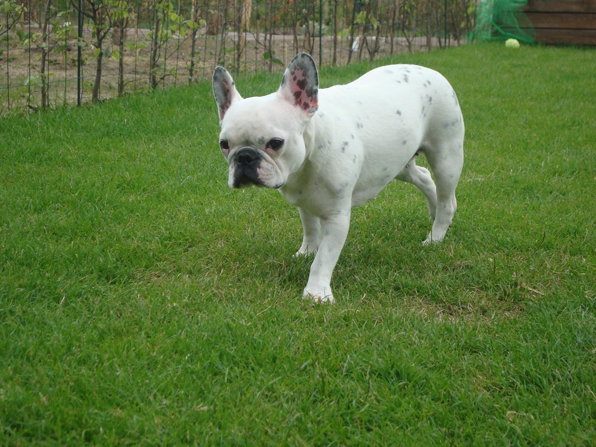 Fransk bulldog Berta billede 16