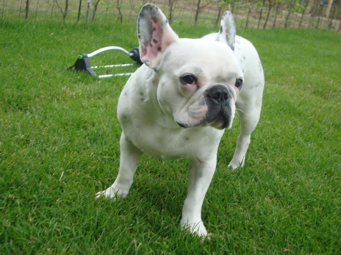 Fransk bulldog Berta billede 17