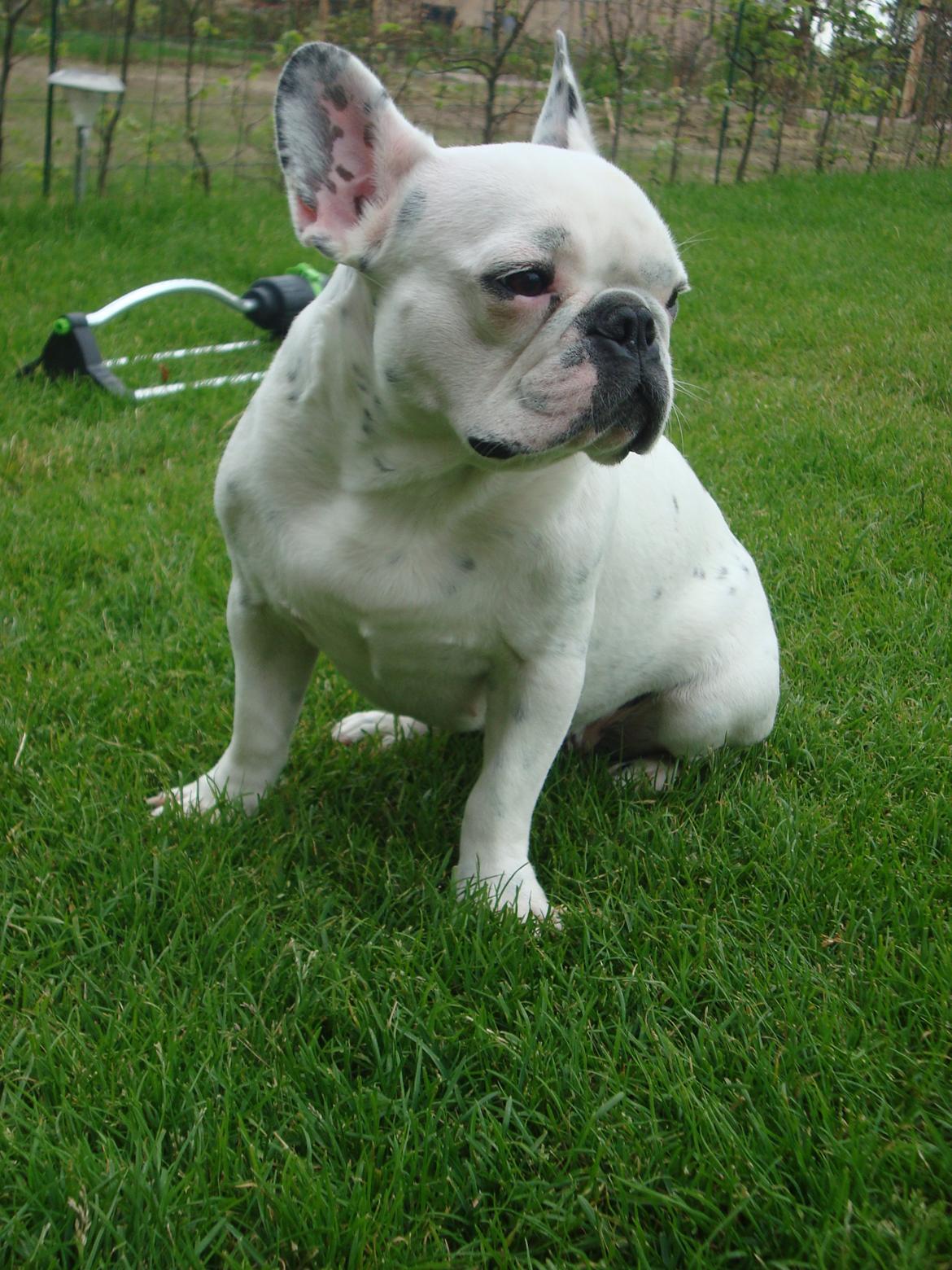 Fransk bulldog Berta billede 18