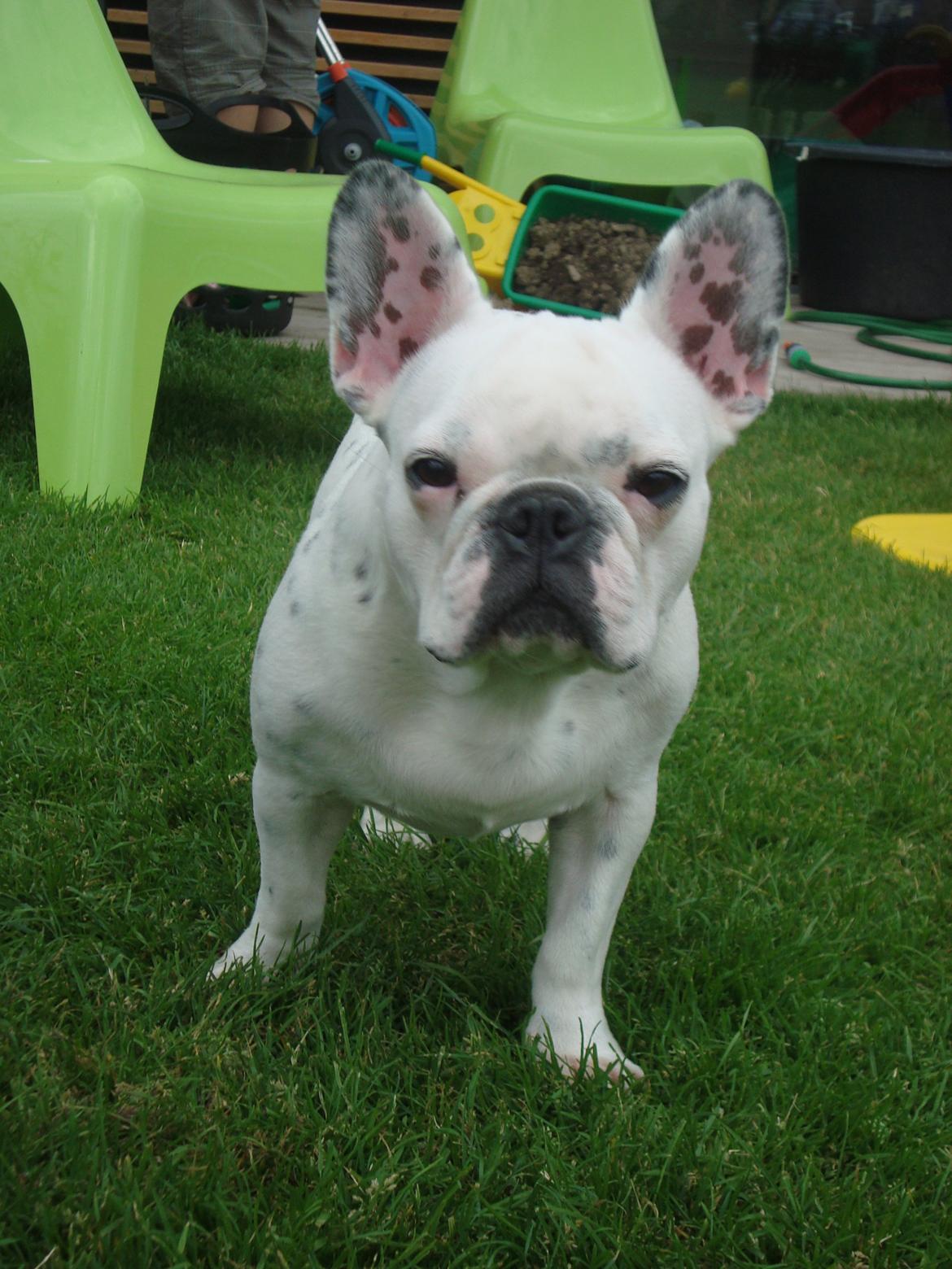 Fransk bulldog Berta billede 1