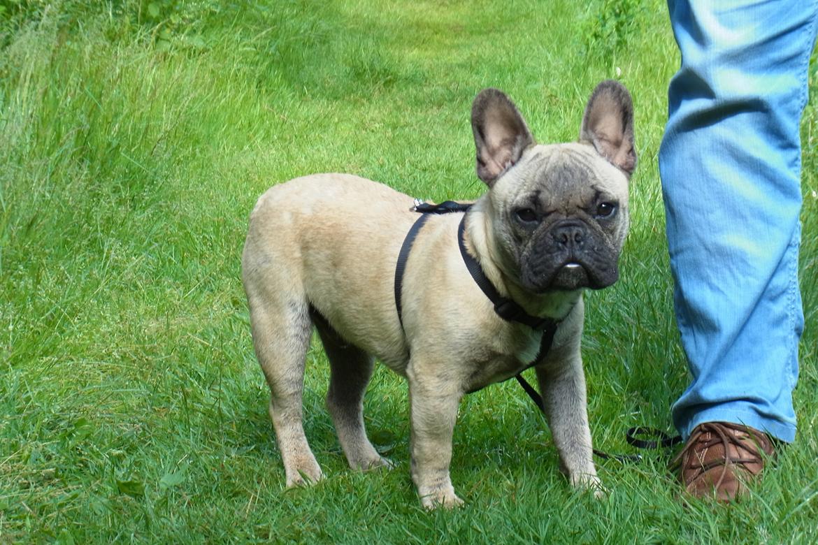 Fransk bulldog Douglas - 6 mdr - han vokser så stærkt! billede 13