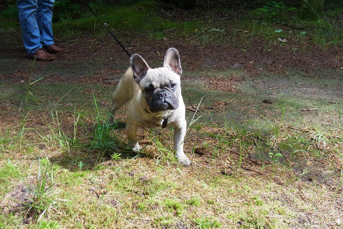 Fransk bulldog Douglas - 6 mdr - store basse :D billede 14