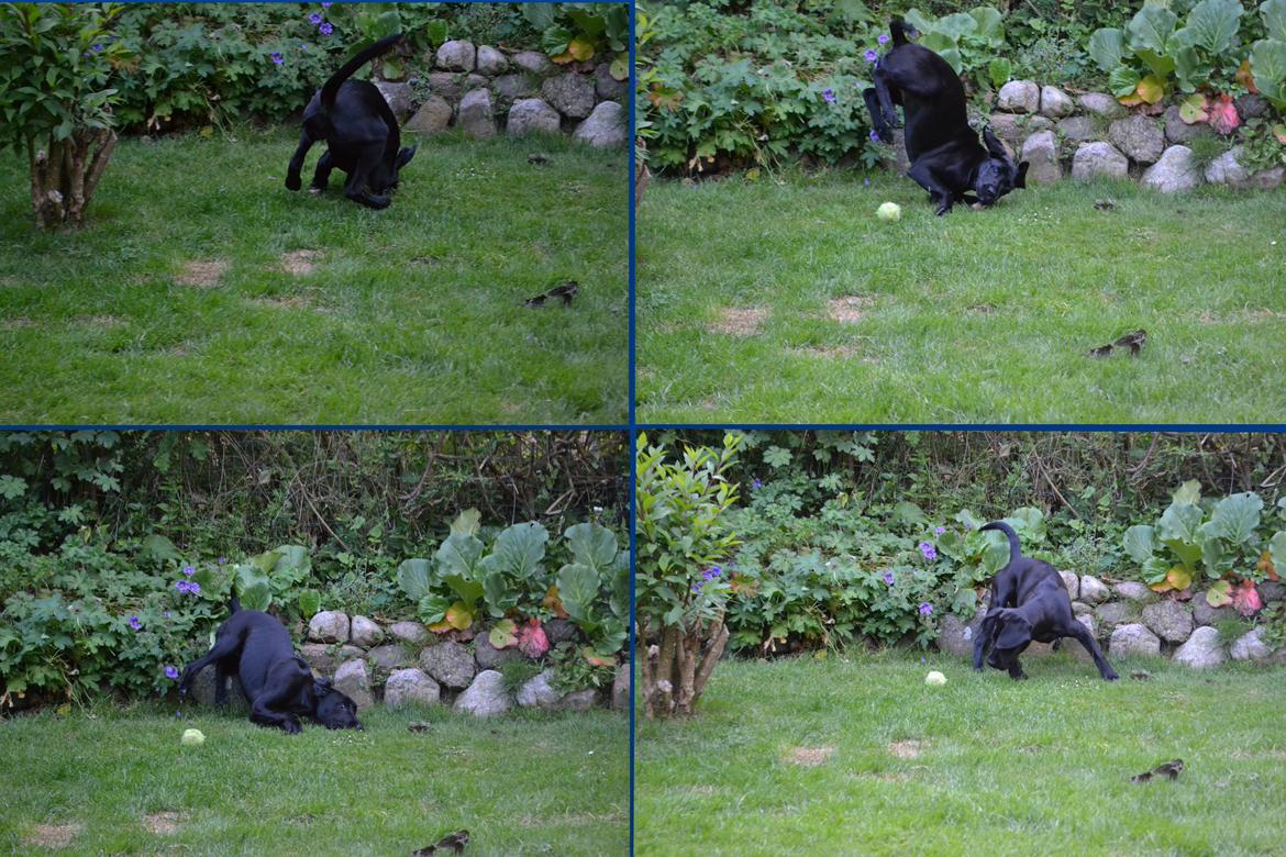 Blanding af racer Bell (labrador/boxer) - Bell lavede et smukt lille styrt hehe :D billede 10