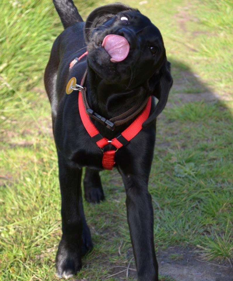 Blanding af racer Bell (labrador/boxer) - Tur i hunde skoven ;-) billede 11