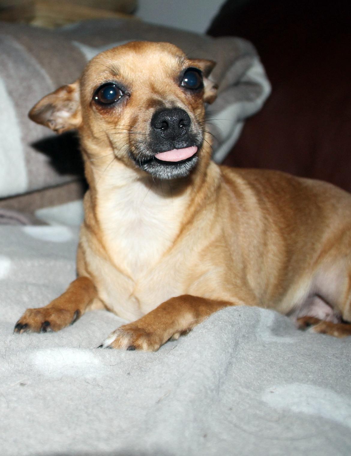 Chihuahua Baby billede 9