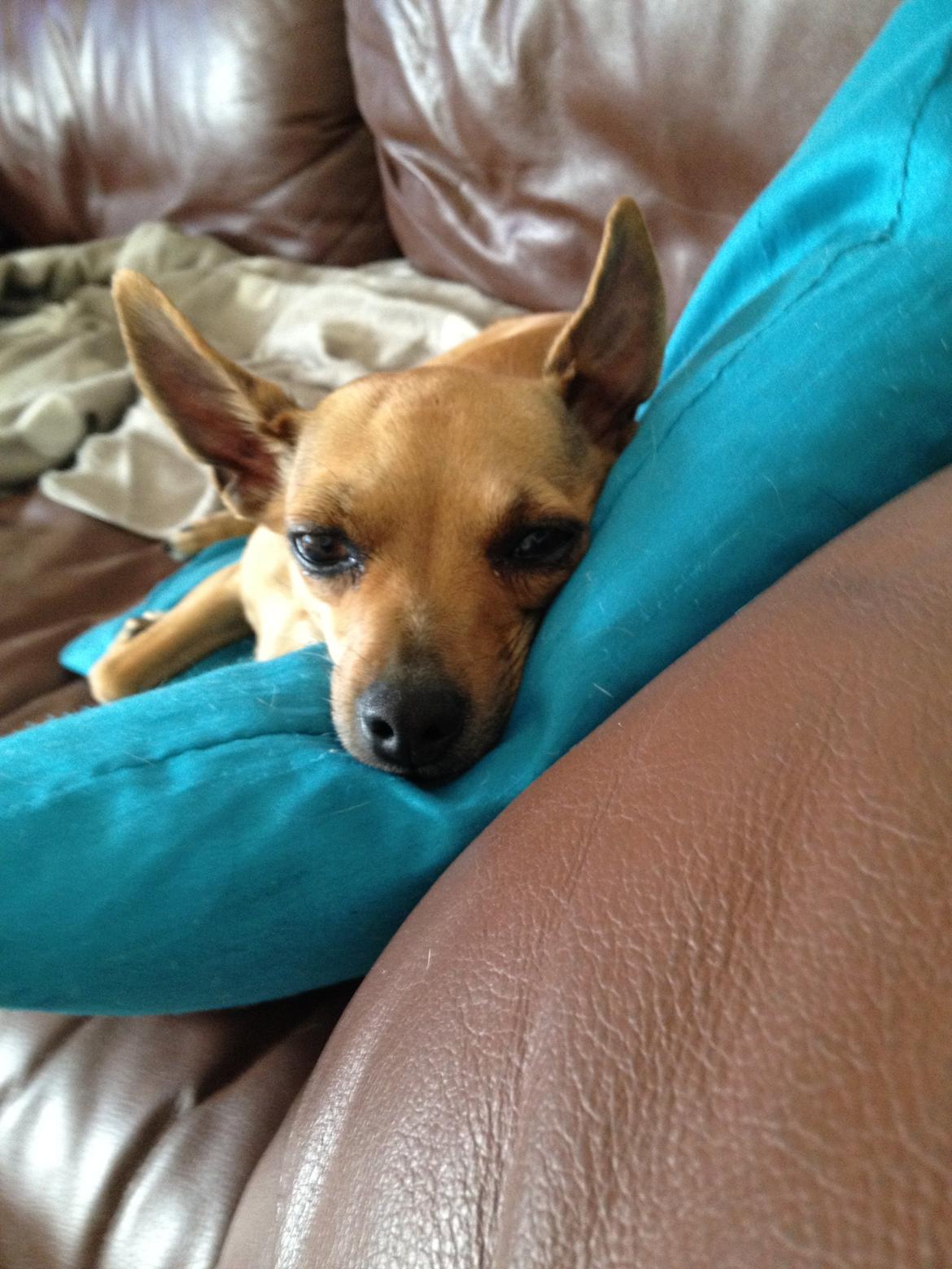 Chihuahua Baby billede 1