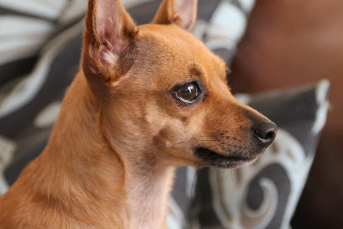 Chihuahua Baby billede 4