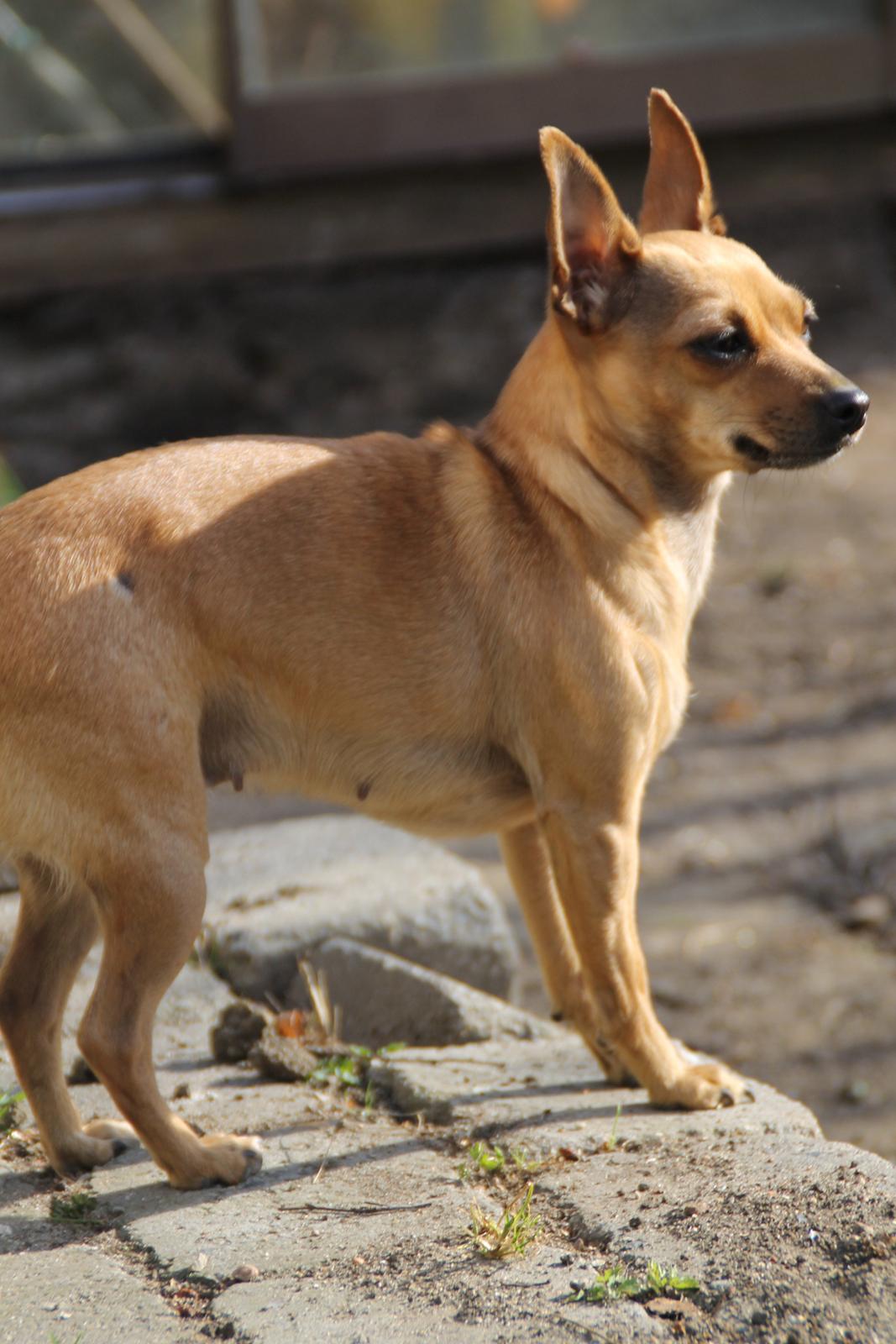 Chihuahua Baby billede 7