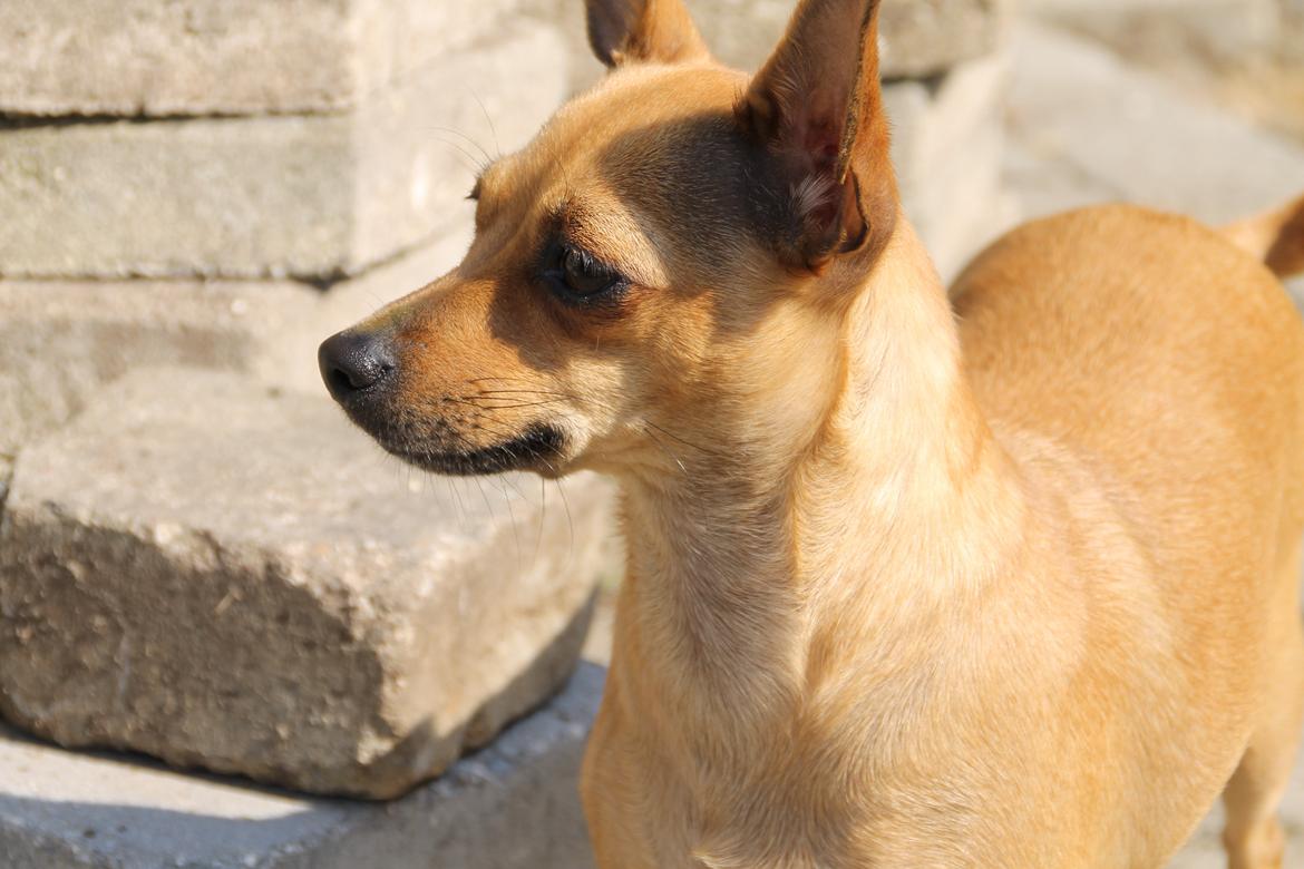 Chihuahua Baby billede 12