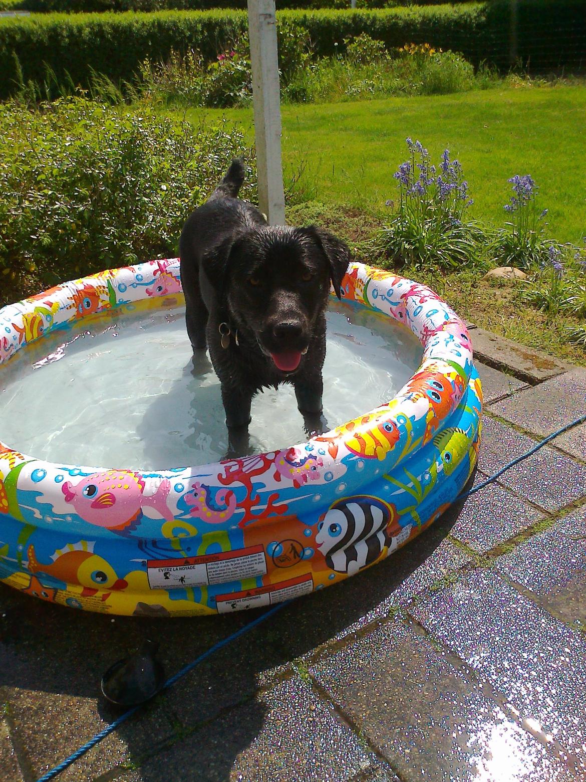 Labrador retriever Tess billede 16