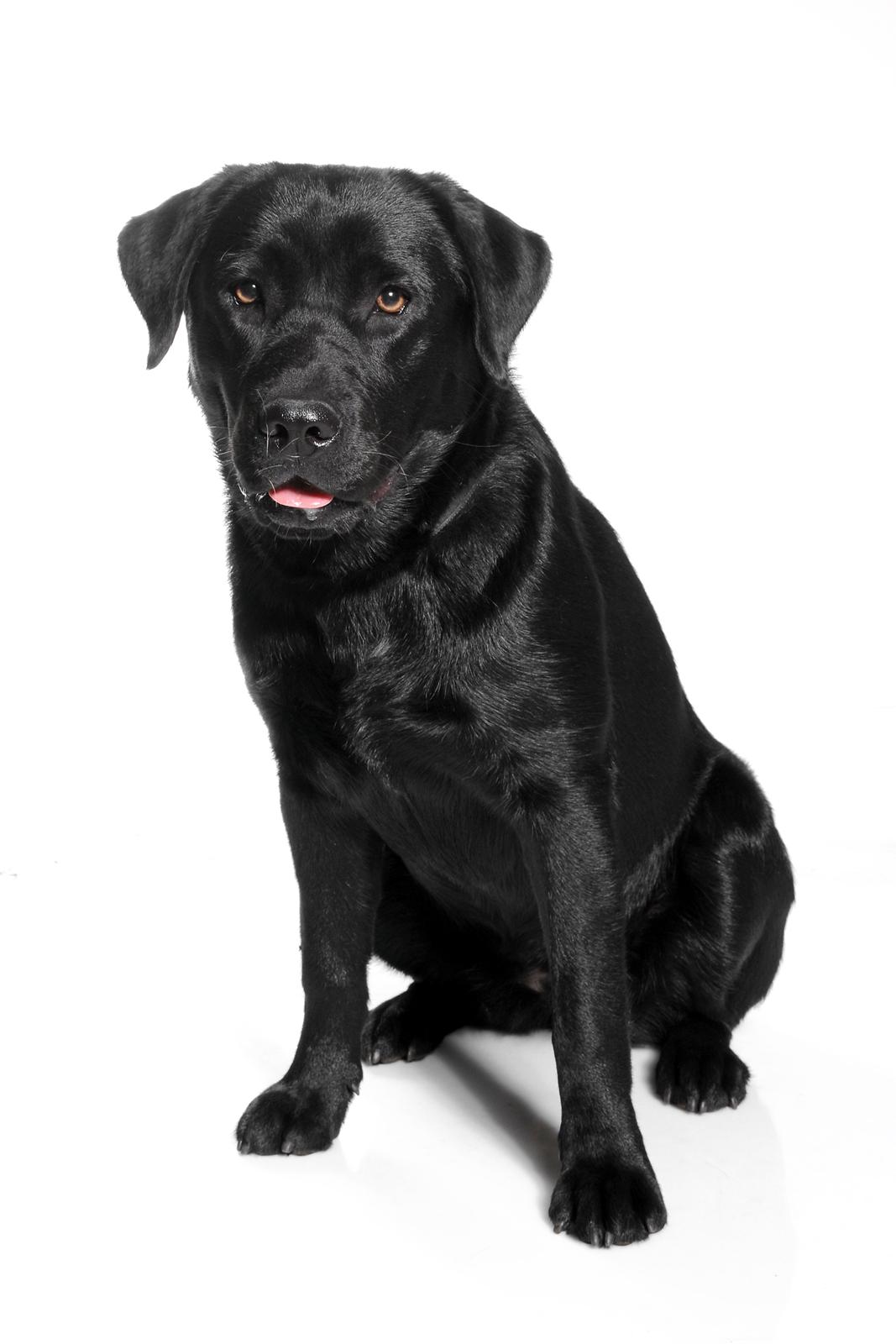 Labrador retriever Tess billede 1