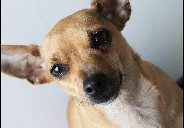 Chihuahua Baby billede 10