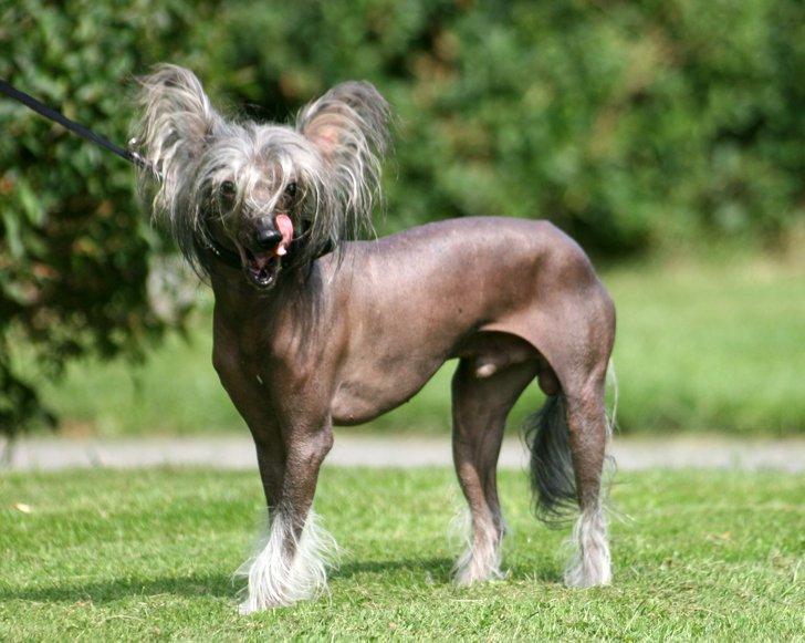 Chinese crested hårløs Mexi Shico-Liv billede 1