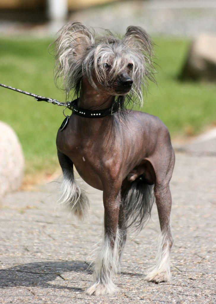Chinese crested hårløs Mexi Shico-Liv billede 20
