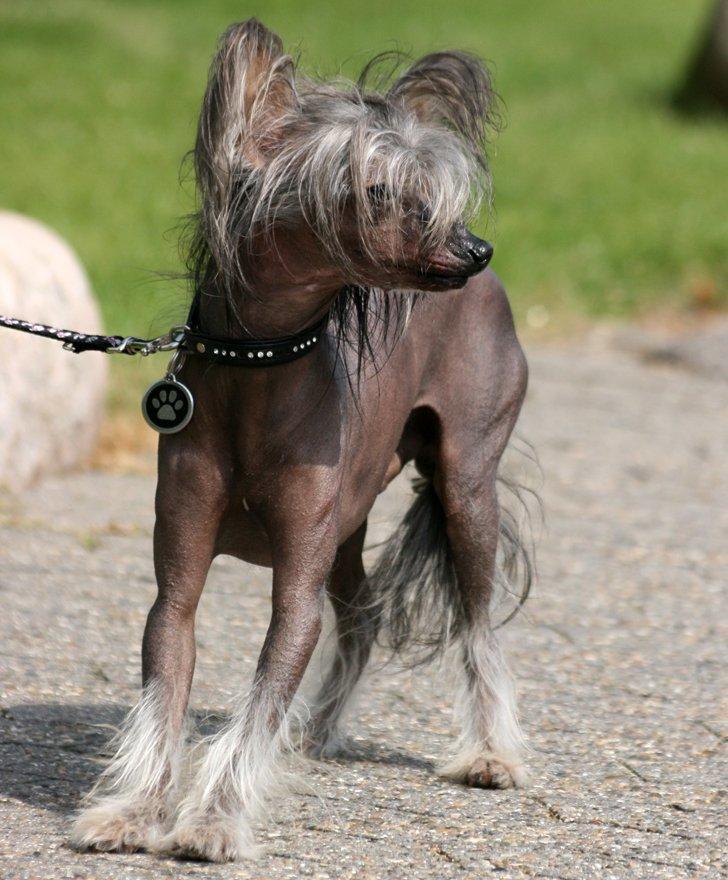 Chinese crested hårløs Mexi Shico-Liv billede 4
