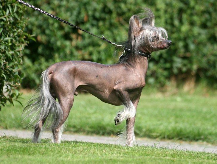 Chinese crested hårløs Mexi Shico-Liv billede 3