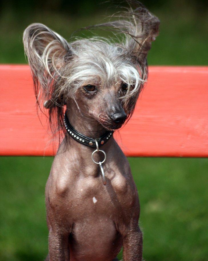 Chinese crested hårløs Mexi Shico-Liv billede 5
