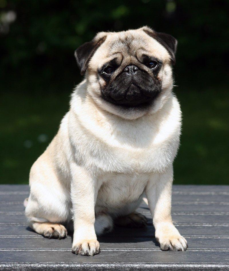 Mops Tangetoppen's Beef Wellington billede 2