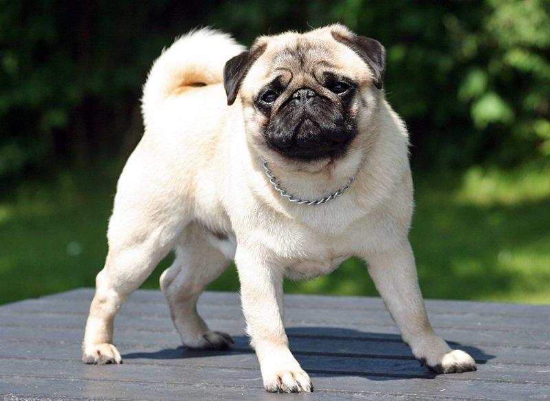 Mops Tangetoppen's Beef Wellington billede 1