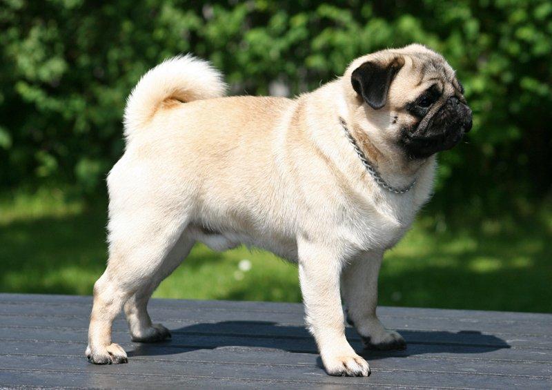 Mops Tangetoppen's Beef Wellington billede 6