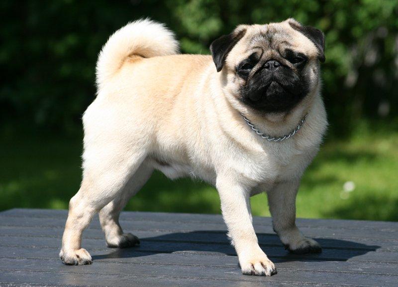 Mops Tangetoppen's Beef Wellington billede 4