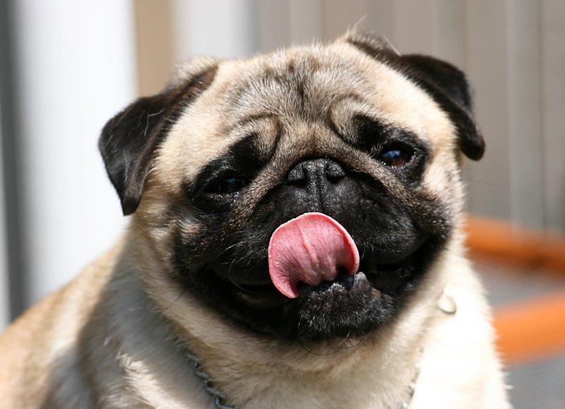 Mops Tangetoppen's Beef Wellington billede 5