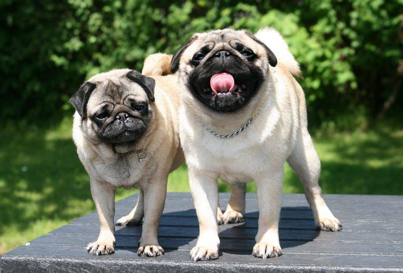 Mops Tangetoppen's Beef Wellington - Anton og Soffie billede 3