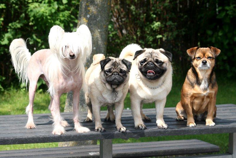 Mops Tangetoppen's Beef Wellington billede 20