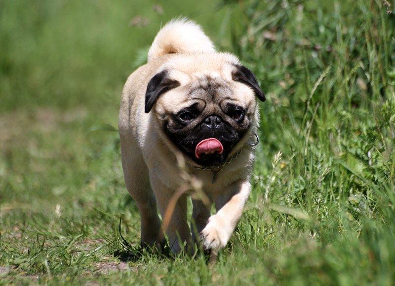 Mops Tangetoppen's Beef Wellington billede 7