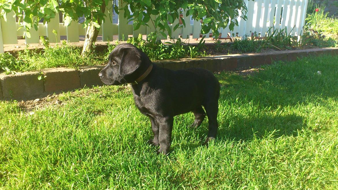 Labrador retriever Luffe billede 1