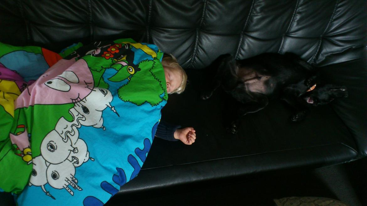 Labrador retriever Luffe billede 2